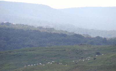 Sheep Grazing on Landfill